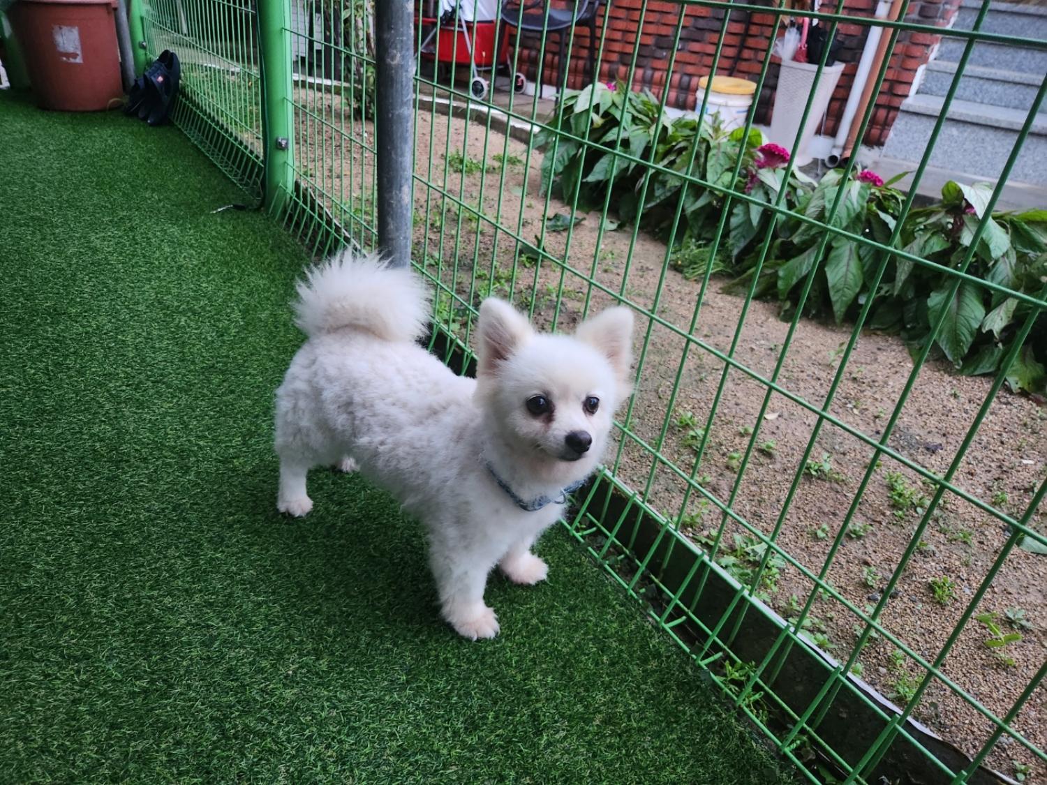 칠곡유기동물보호센터_447522202300169